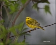 Yellow-Warbler;Warbler;Dendroica-petechia;one-animal;close-up;color-image;nobody